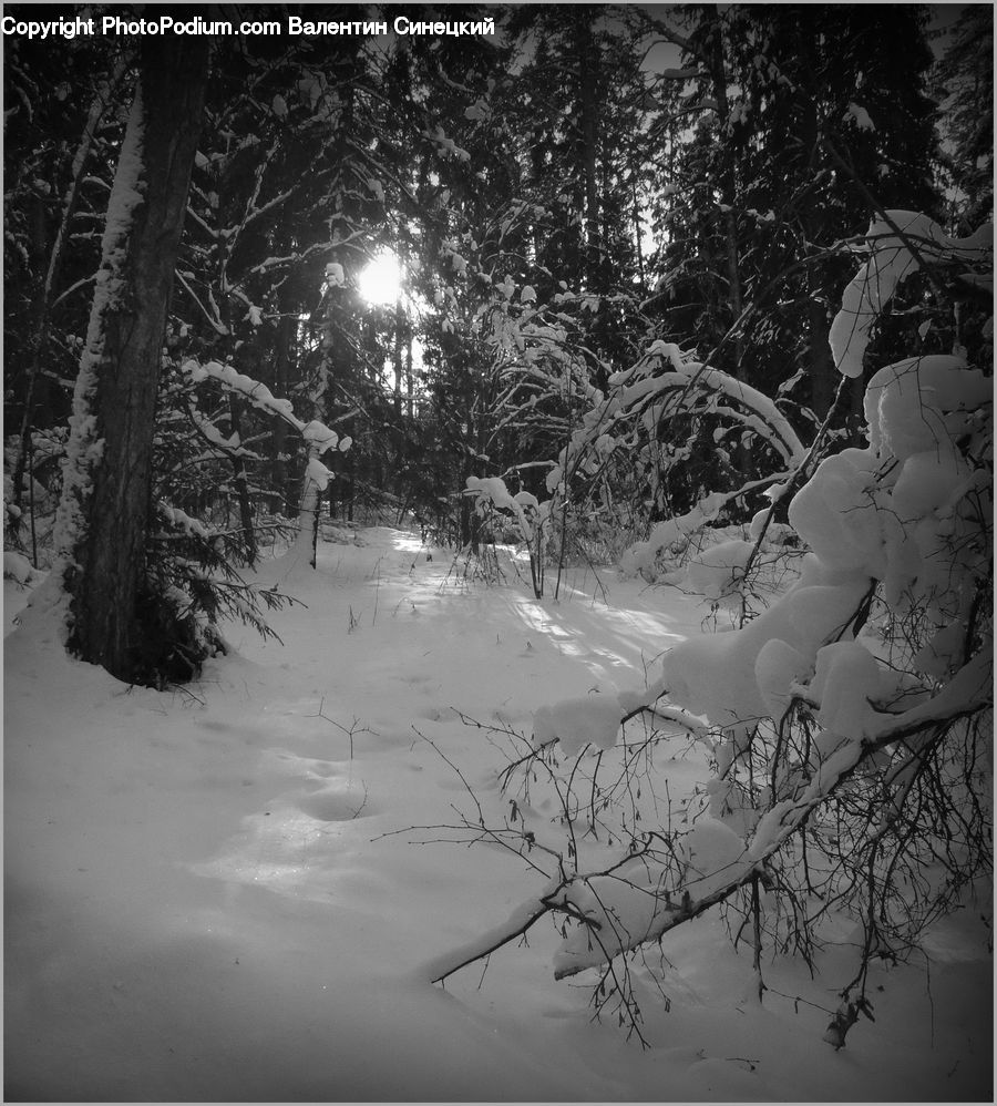 People, Person, Human, Ice, Outdoors, Snow, Plant