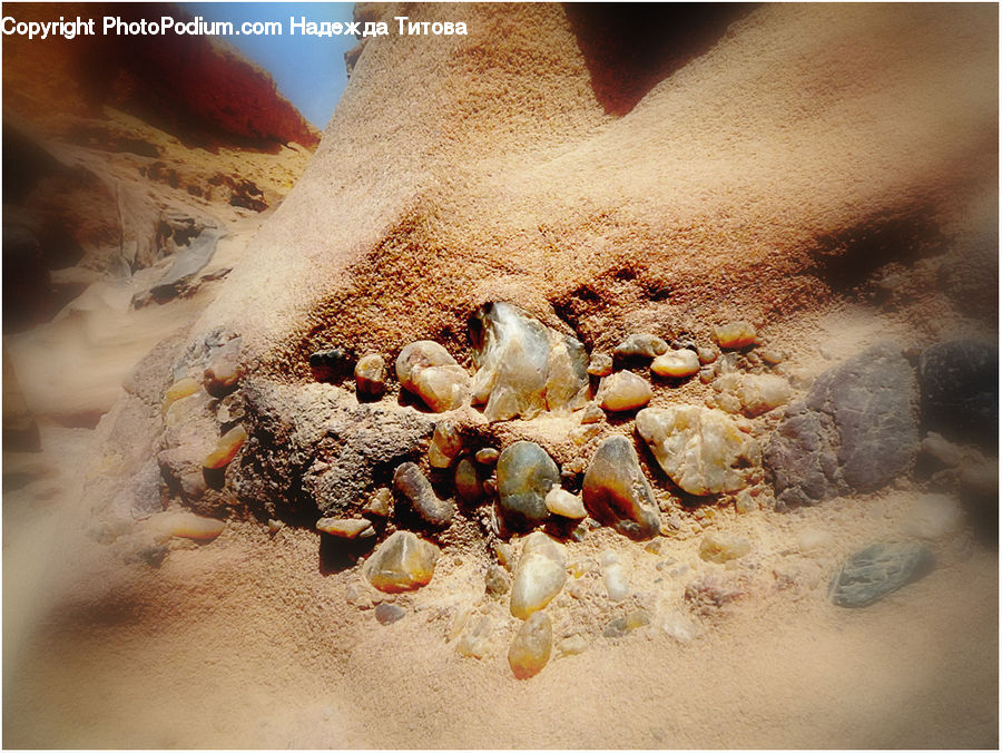 Acorn, Plant, Seed, Clam, Sea Life, Seashell, Outdoors