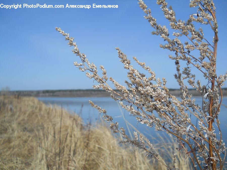 Field, Grass, Grassland, Plant, Reed, Blossom, Flora