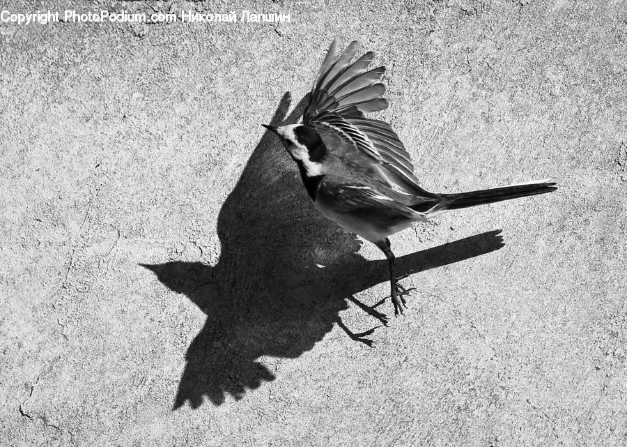 Beak, Bird, Finch, Blackbird, Crow, Anthus, Sparrow