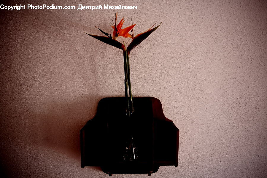 Plant, Potted Plant, Amaryllis, Flower, Blossom, Flora, Art