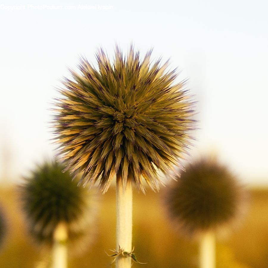 Dandelion, Flower, Plant, Bush, Vegetation, Blossom, Flora