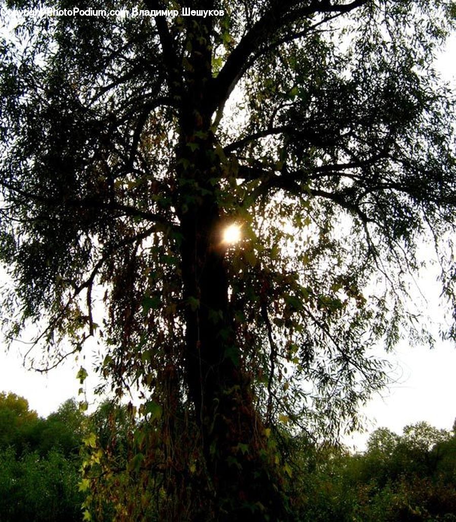Flare, Light, Sunlight, Forest, Jungle, Rainforest, Vegetation