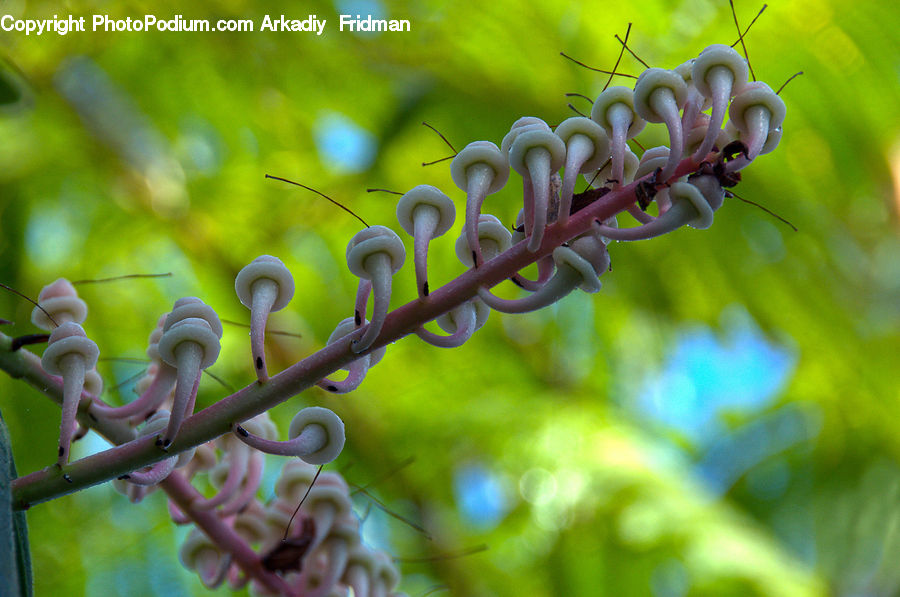 Plant, Vine, Rust, Conifer, Fir, Tree, Blossom