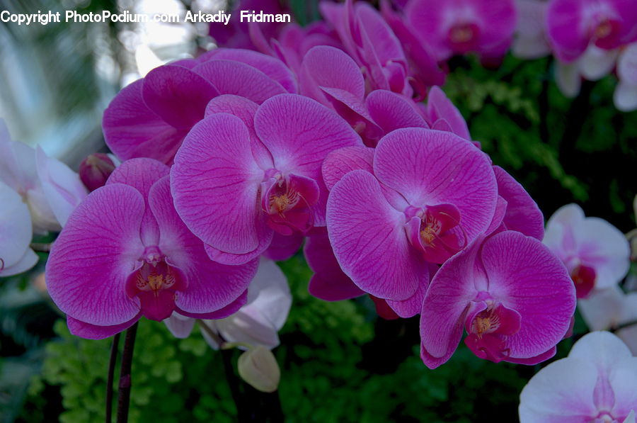 People, Person, Human, Blossom, Flora, Flower, Orchid