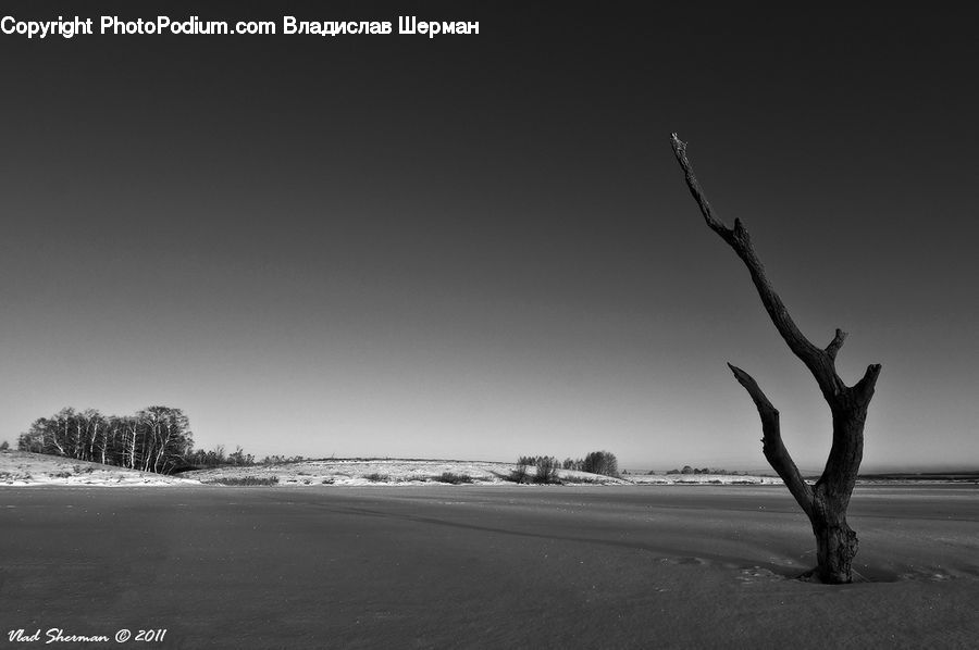 Plant, Tree, Driftwood, Wood, Beach, Coast, Outdoors