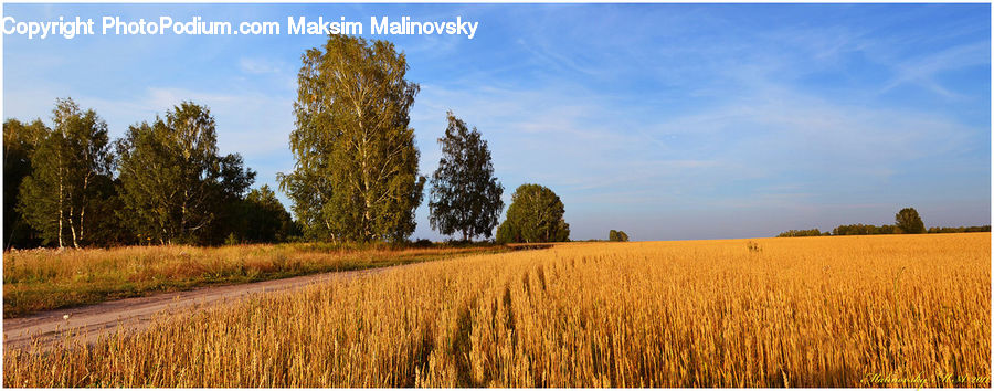 Grain, Wheat, Grass, Plant, Field, Grassland