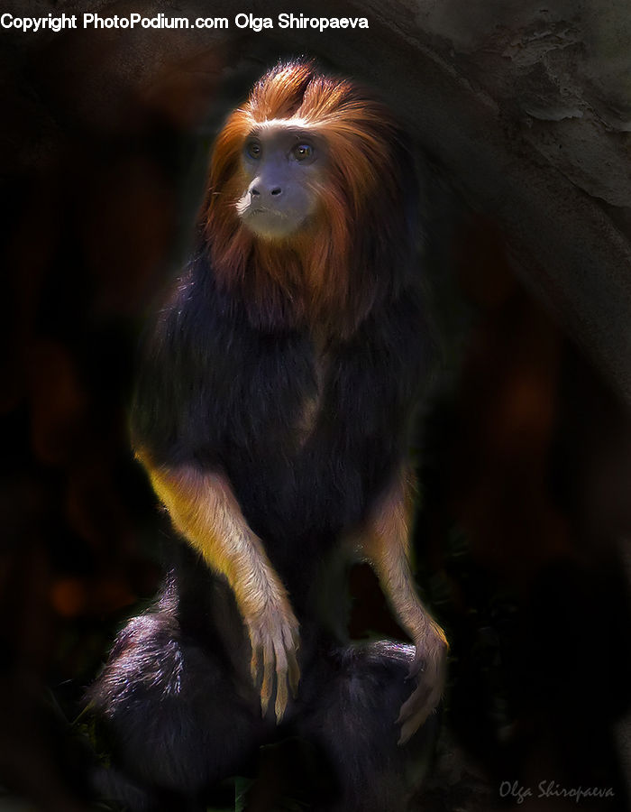 Animal, Mammal, Monkey, Head, Portrait, Blossom, Flora