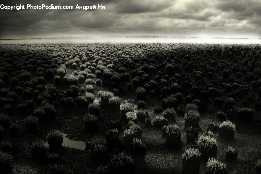 Crowd, Countryside, Outdoors, Ground, Soil, Blossom, Flora