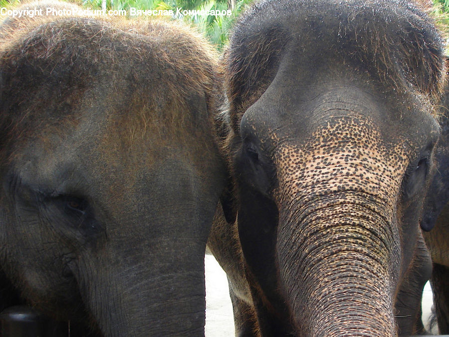 Animal, Elephant, Mammal