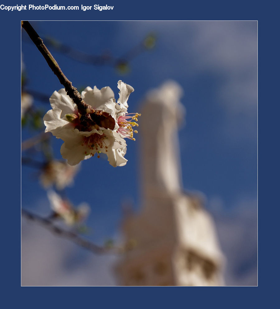 Blossom, Flora, Flower, Plant, Cherry Blossom, Andrena, Apidae