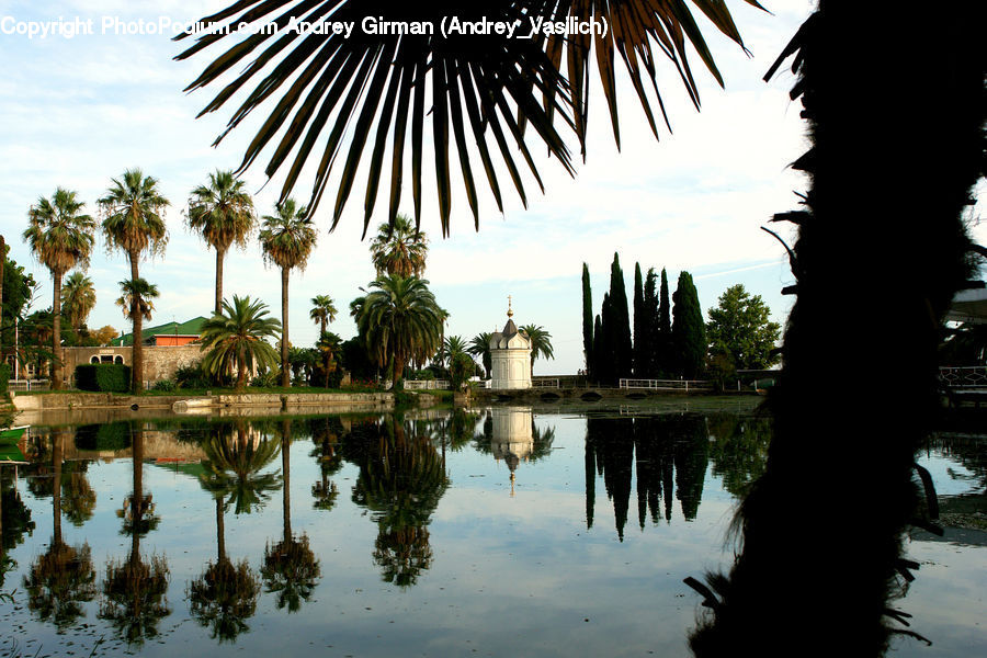Palm Tree, Plant, Tree, Summer, Tropical, Building, Housing
