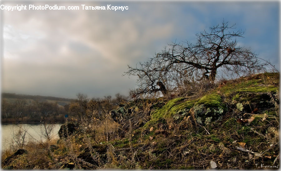 Bush, Plant, Vegetation, Tree, Field, Grass, Grassland