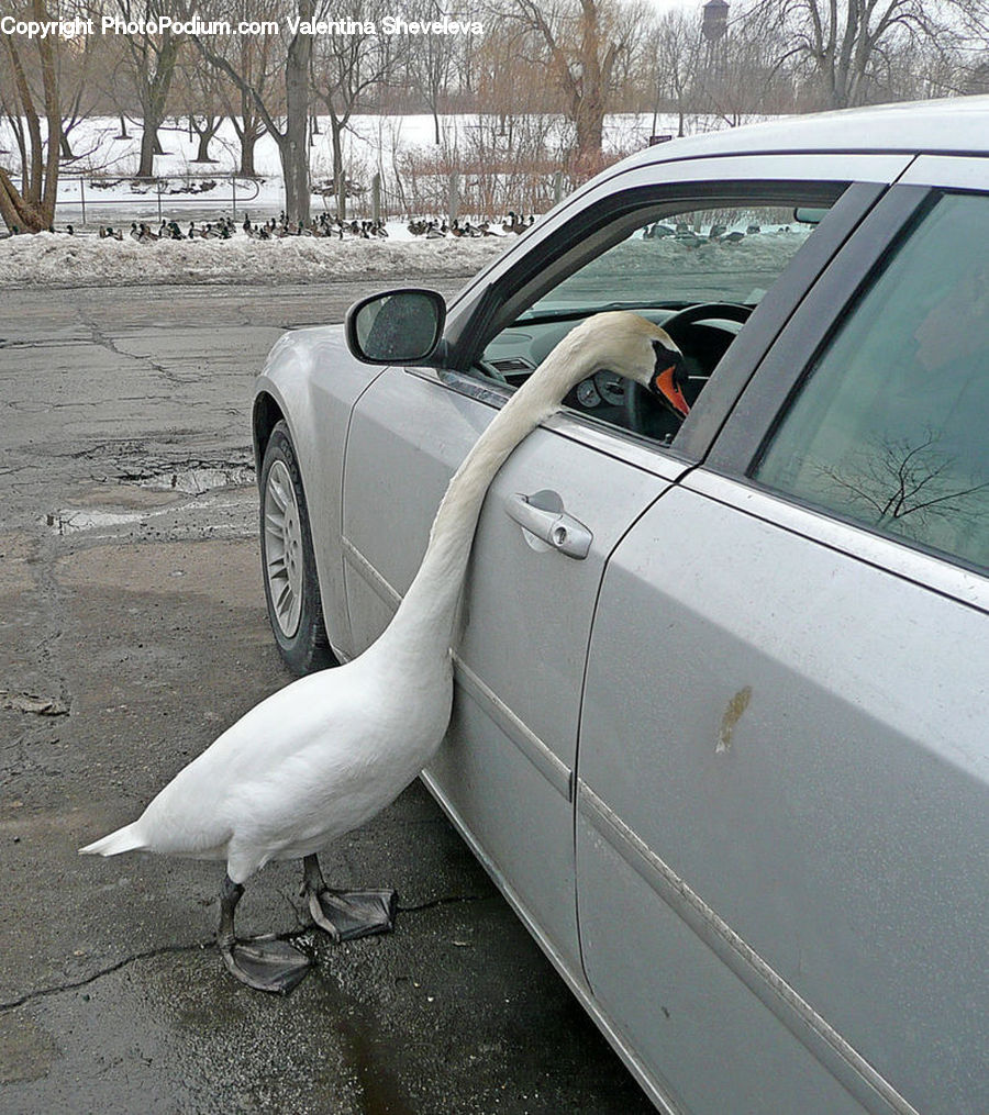 Bird, Crane Bird, Heron, Automobile, Car, Coupe, Sports Car