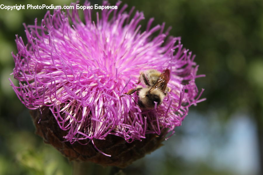 Flora, Flower, Plant, Thistle, Weed, Bee, Insect