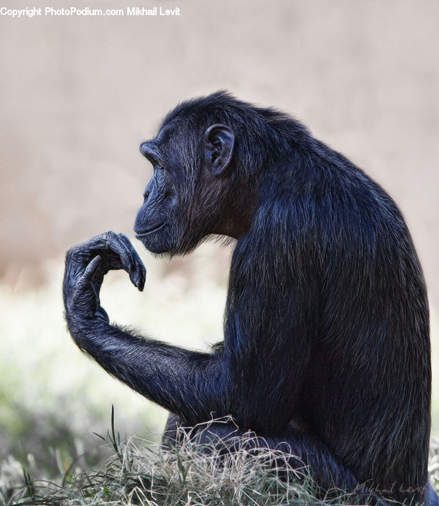 Animal, Ape, Mammal, Monkey, Eating