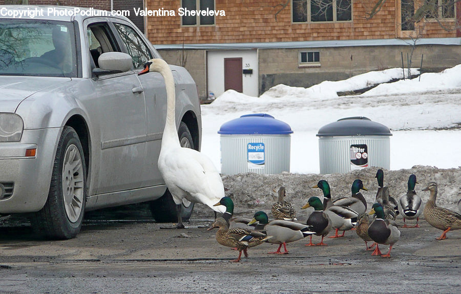 Bird, Duck, Teal, Waterfowl, Goose, Mallard, Booby