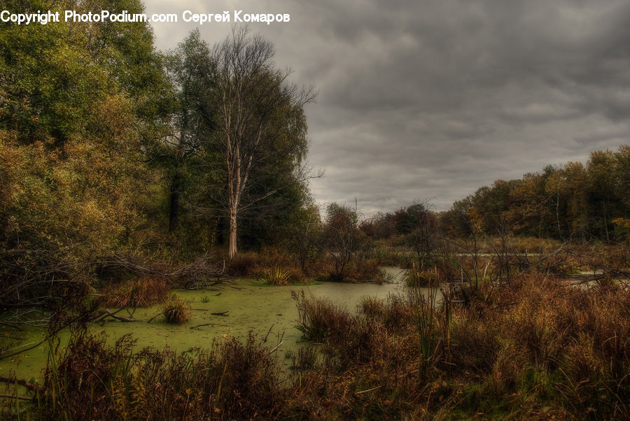 Field, Grass, Grassland, Land, Outdoors, Marsh, Pond