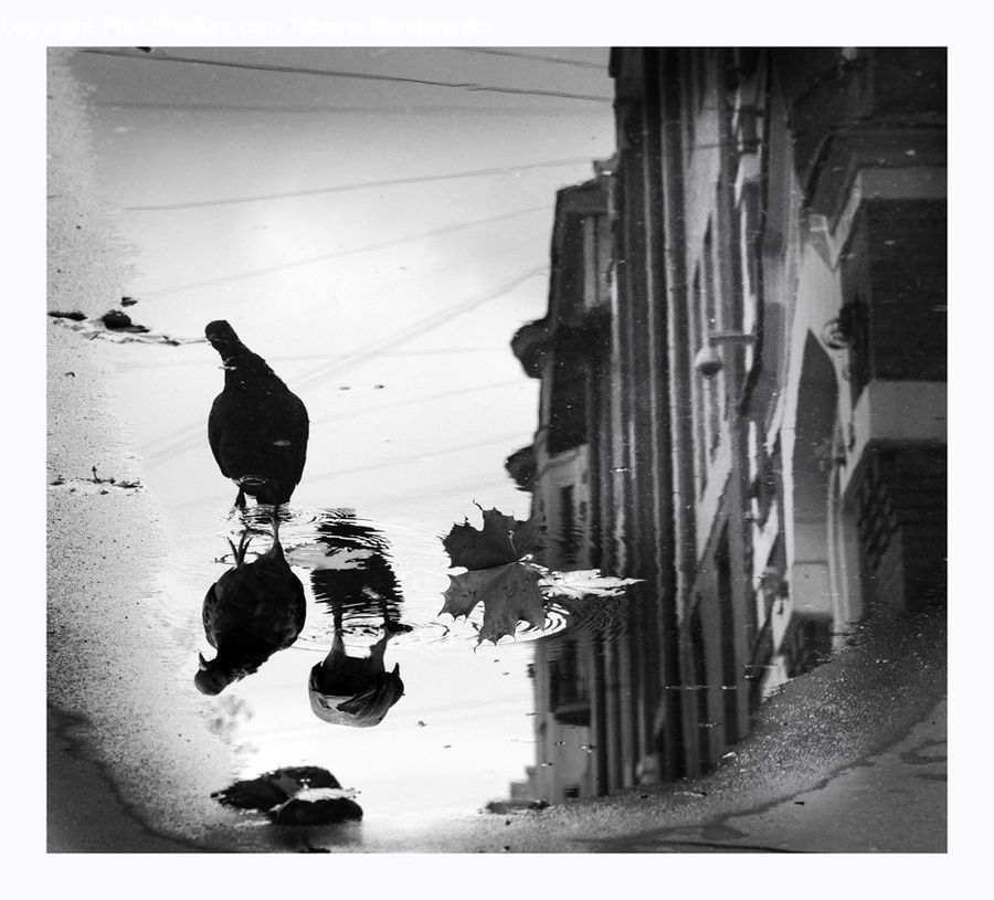 Collage, Poster, Bird, Silhouette, Art, Modern Art, Blackbird