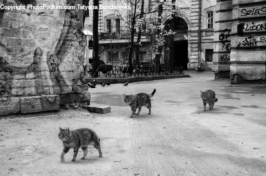 People, Person, Human, Animal, Cat, Mammal, Pet