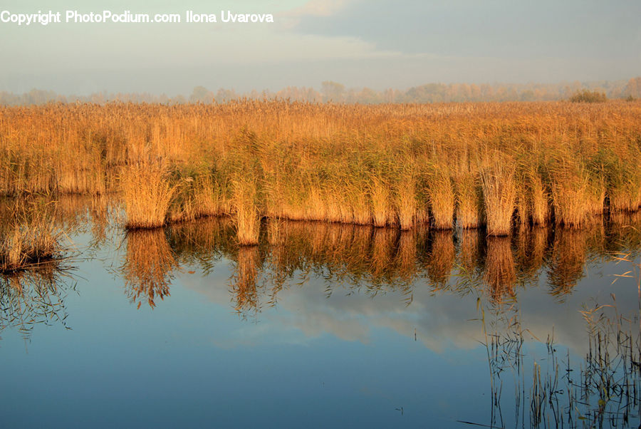 Field, Grass, Grassland, Plant, Land, Marsh, Outdoors