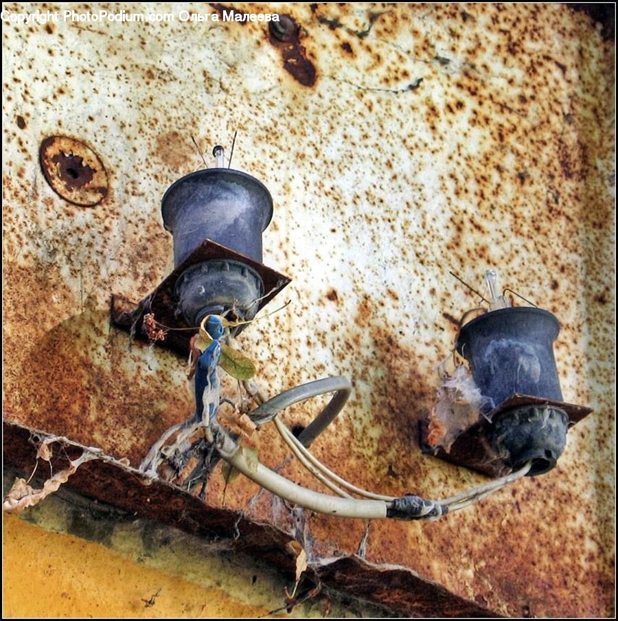 Rust, Dung Beetle, Insect, Invertebrate