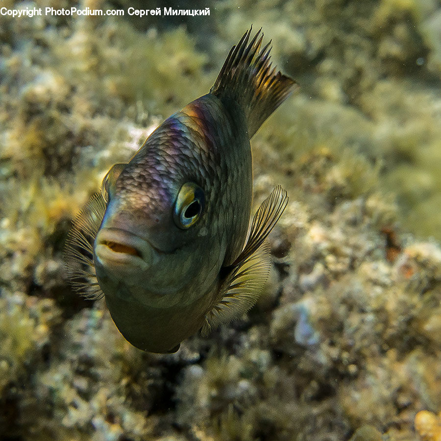 Fish, Sea Life