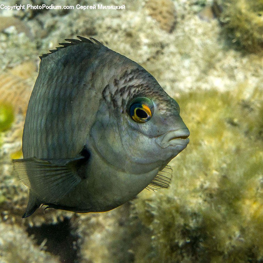 Fish, Sea Life, Puffer