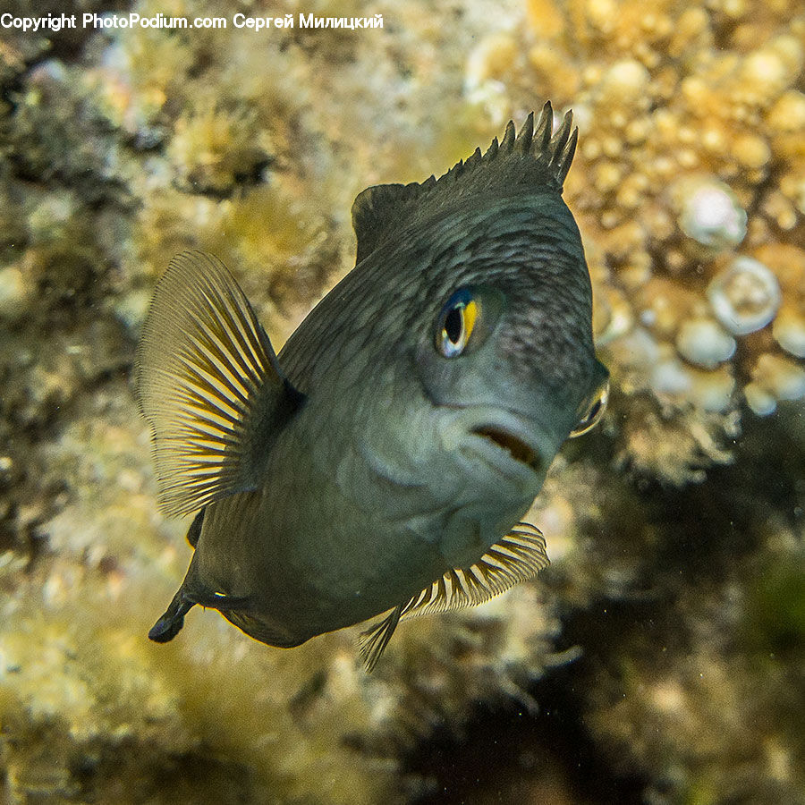 Fish, Sea Life, Surgeonfish