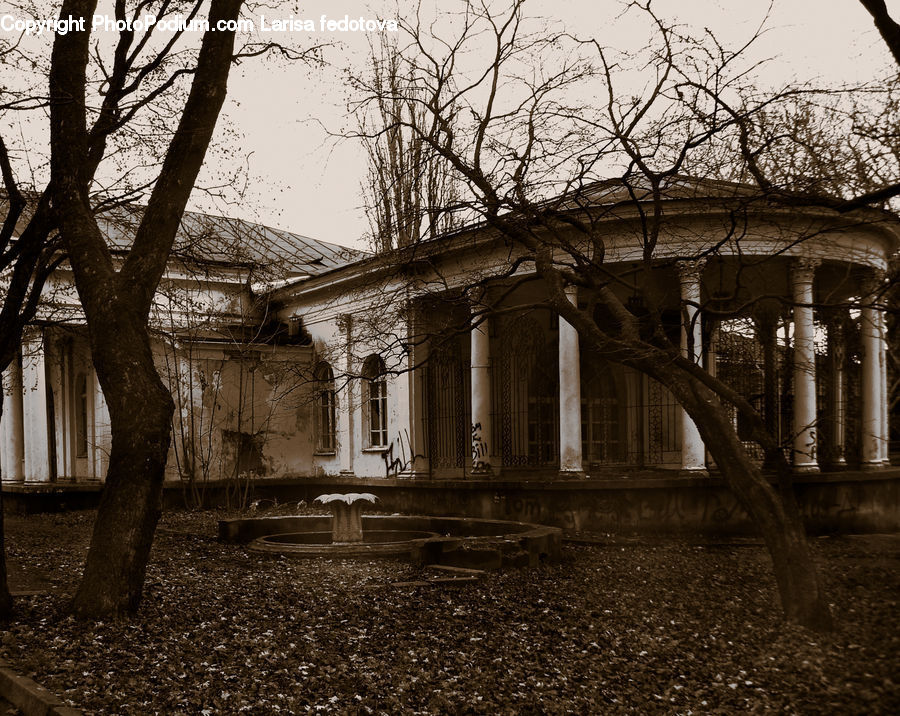 Oak, Tree, Wood, Plant, Column, Pillar, Patio
