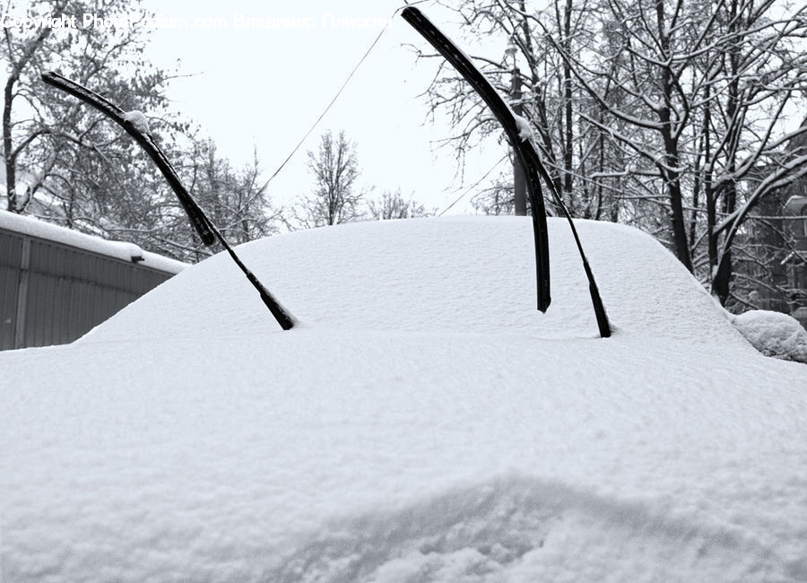 Ice, Outdoors, Snow, Plant, Tree, Forest, Vegetation