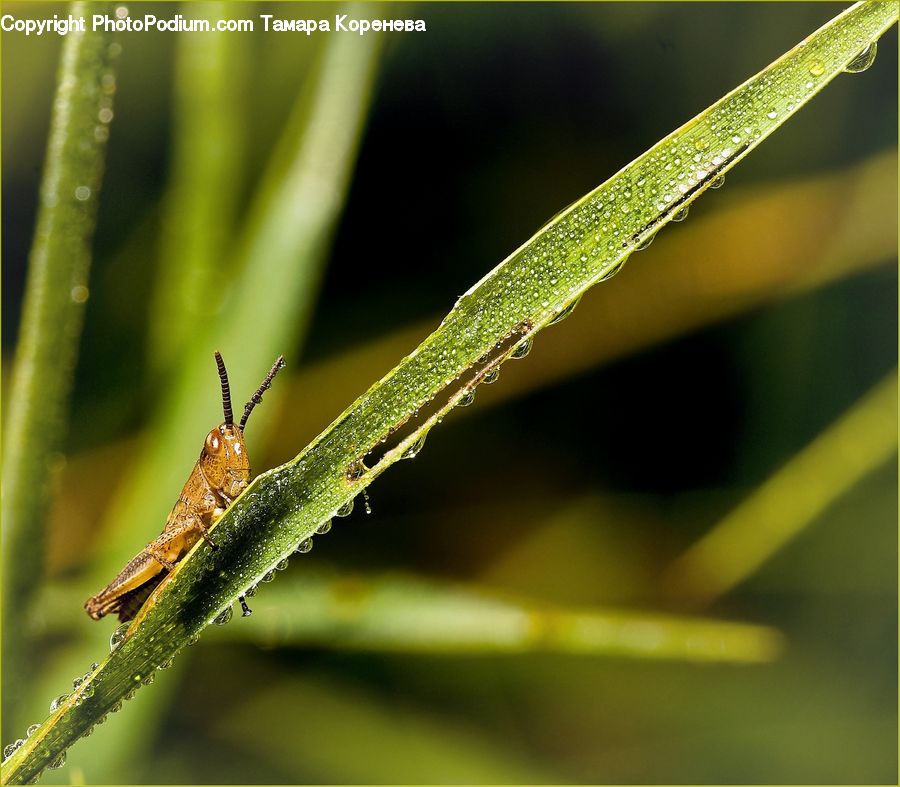 Cricket Insect, Grasshopper, Insect, Invertebrate, Field, Grass, Grassland