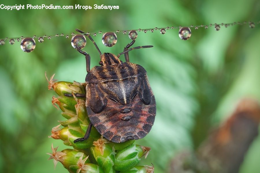 Arachnid, Garden Spider, Insect, Invertebrate, Spider, Conifer, Larch