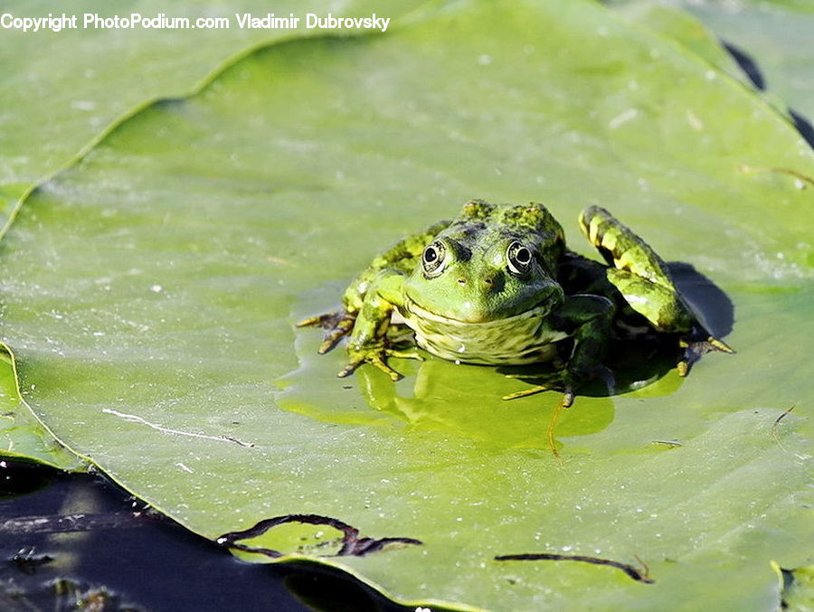 Amphibian, Frog, Wildlife, Flower, Lily, Plant, Pond Lily