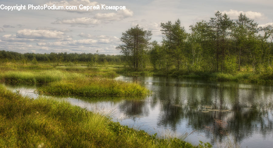 Land, Marsh, Pond, Swamp, Water, Outdoors, Field