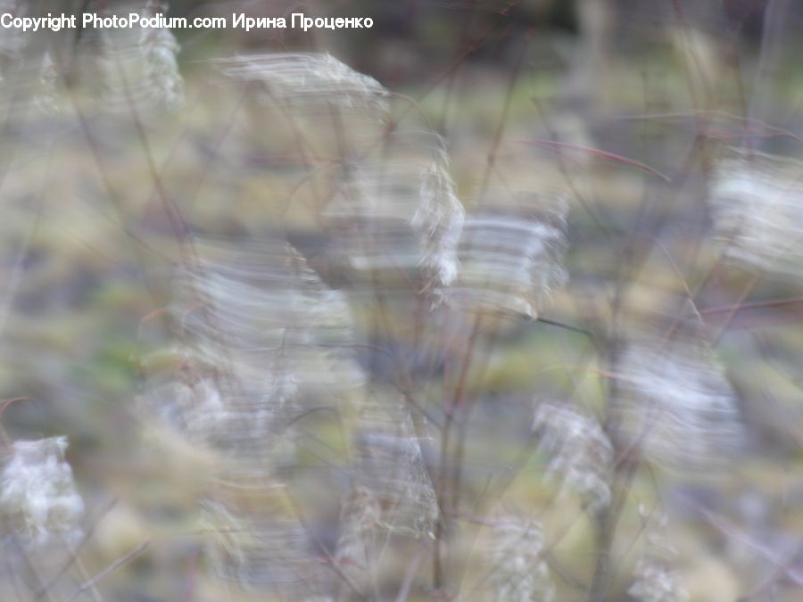 Field, Grass, Grassland, Plant, Grain, Seed, Arachnid