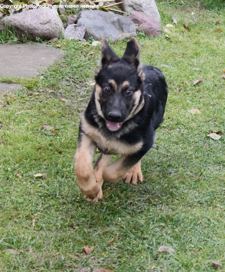 Animal, Canine, Dog, German Shepherd, Mammal, Pet, Husky