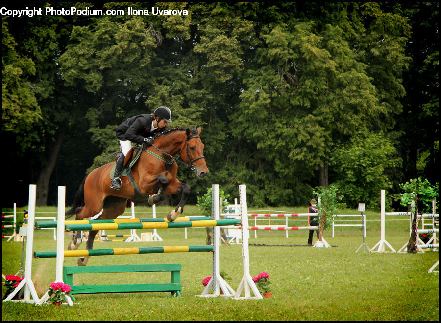 Animal, Horse, Mammal, Equestrian, Person, Plant, Potted Plant