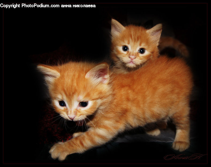 Animal, Cat, Kitten, Mammal, Pet, Manx