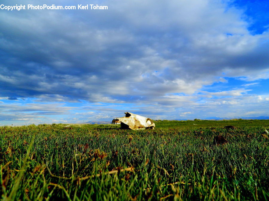 Field, Grass, Grassland, Land, Outdoors, Plant, Horizon