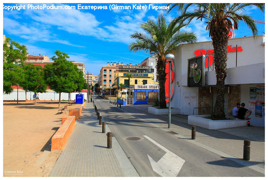 Palm Tree, Plant, Tree, Potted Plant, Architecture, Downtown, Plaza