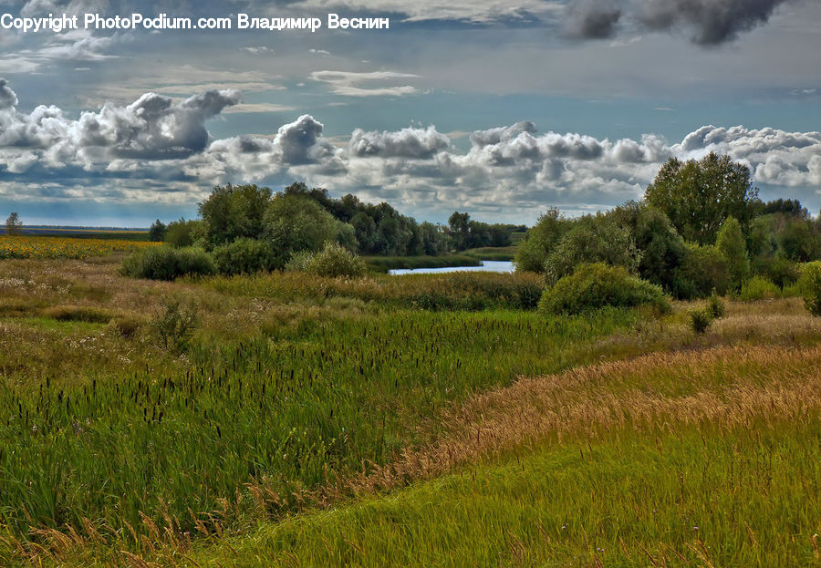 Field, Grass, Grassland, Land, Outdoors, Landscape, Nature