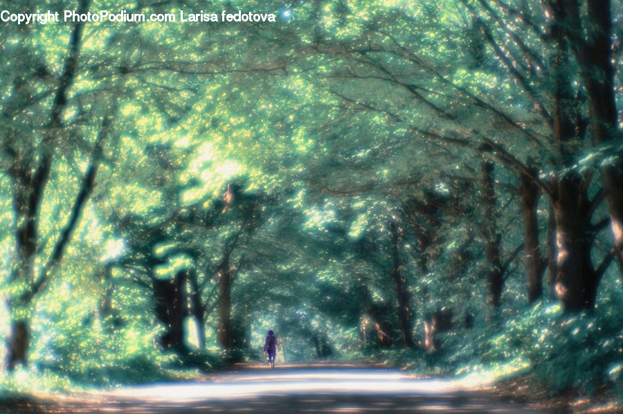 Dirt Road, Gravel, Road, Forest, Vegetation, Oak, Tree