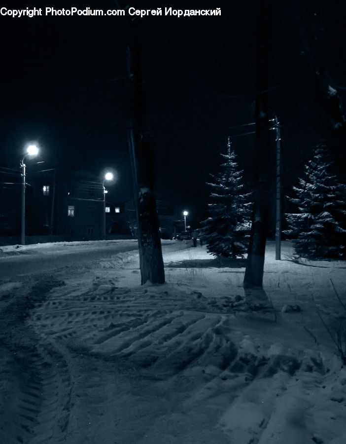 Plant, Potted Plant, Night, Outdoors, Boardwalk, Path, Pavement