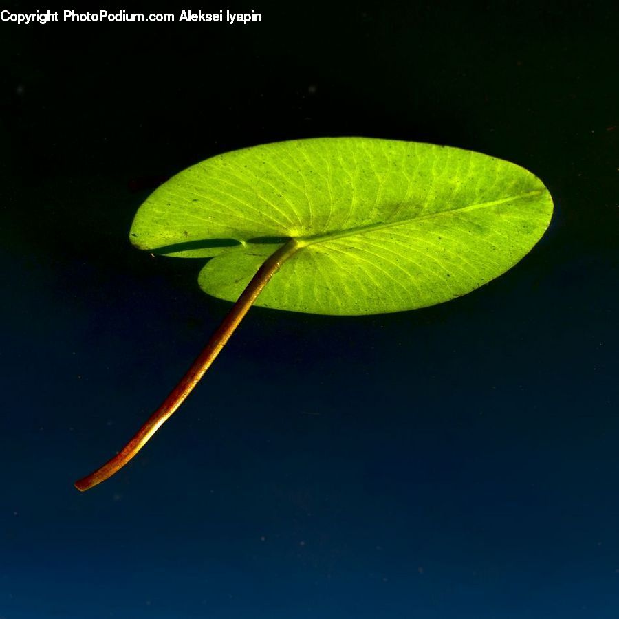 Blossom, Flora, Flower, Geranium, Plant, Veins, Anthurium
