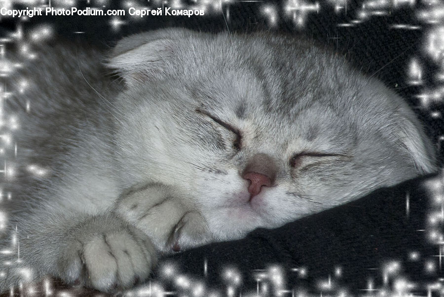 Animal, Cat, Mammal, Manx, Pet, Nebula, Outer Space