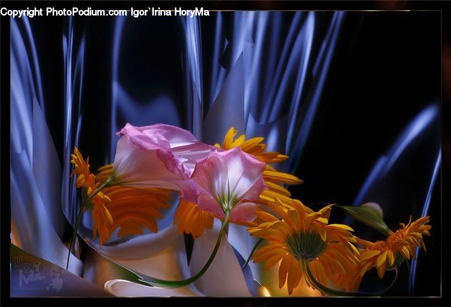 Daisies, Daisy, Flower, Plant, Flora, Lily, Blossom