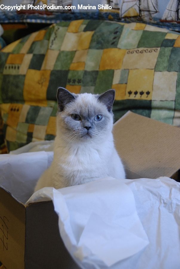 Animal, Cat, Pet, Siamese, Box, Cardboard