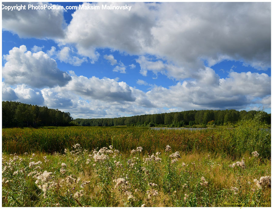Cloud, Cumulus, Sky, Field, Grass, Grassland, Land
