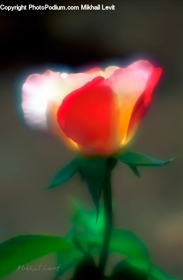 Blossom, Flora, Flower, Plant, Tulip, Bud, Crocus